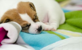 4 Benefits of Welcoming a Puppy Into Your Home