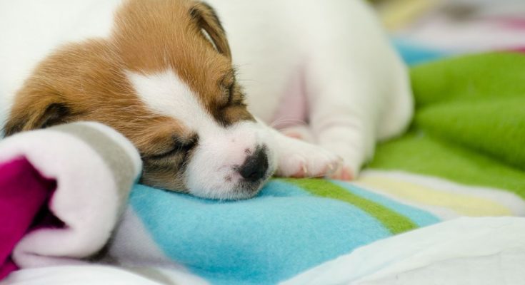 4 Benefits of Welcoming a Puppy Into Your Home