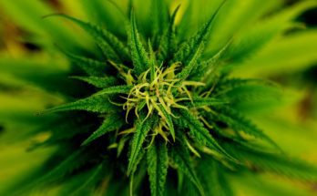 Interesting Facts About the Cannabis Plant