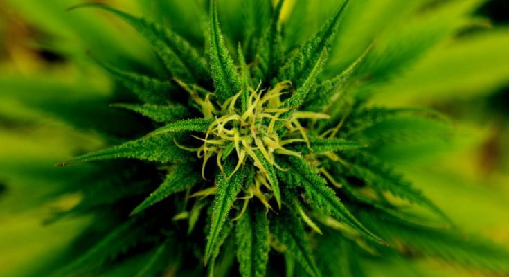 Interesting Facts About the Cannabis Plant