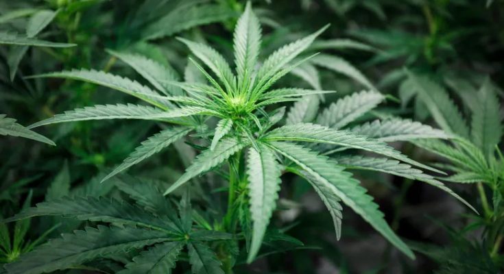 Marijuana Use in Canada
