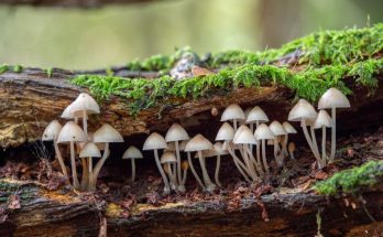 Top Three Lessons We Can Learn From Fungi