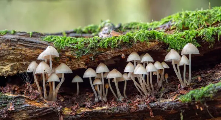 Top Three Lessons We Can Learn From Fungi