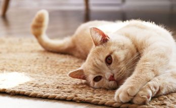 How To Keep Your Cat’s Urinary Tract Healthy