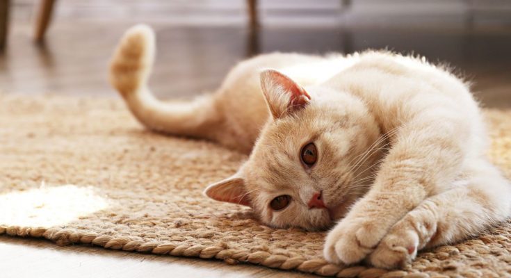 How To Keep Your Cat’s Urinary Tract Healthy