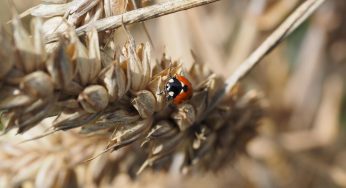 Grain Farming Tips
