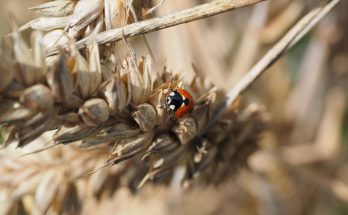 Grain Farming Tips