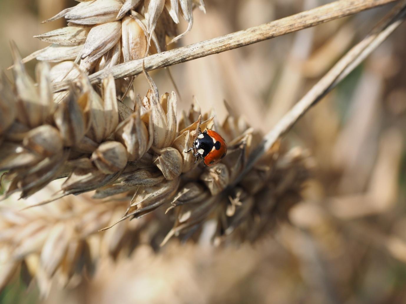 Grain Farming Tips
