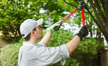 Regularly Pruning Your Trees