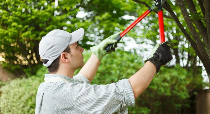 Regularly Pruning Your Trees