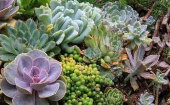 Everything You Need To Know About Succulents