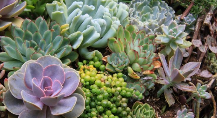 Everything You Need To Know About Succulents