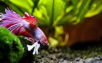 A Beginner’s Guide to Breeding Betta Fish