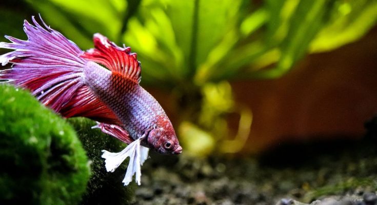 A Beginner’s Guide to Breeding Betta Fish