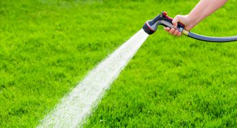 5 Essential Lawn Care Tips for Beginners