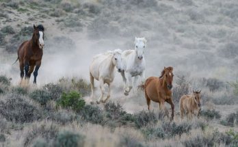 Interesting Facts You Didn't Know About Wild Horses