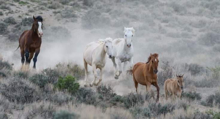 Interesting Facts You Didn't Know About Wild Horses