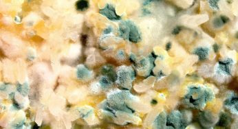 5 Bizarre Facts About Different Types of Mold