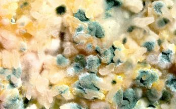 facts about mold