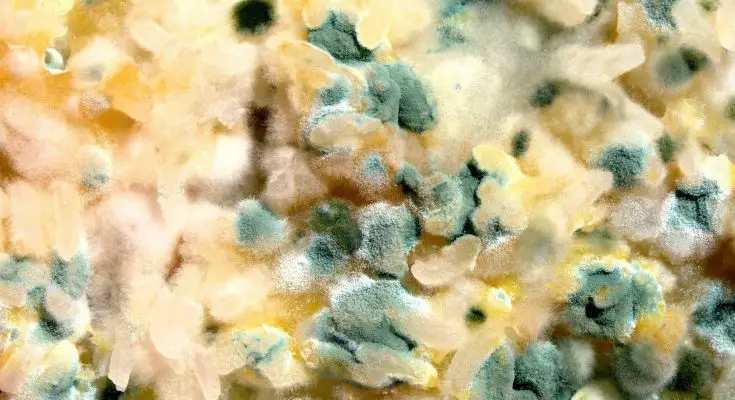 facts about mold