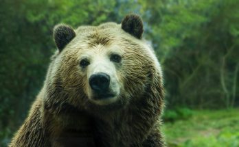 biggest bear in the world