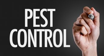 Mastering Home Harmony: The Guide to a Pest-Free Environment