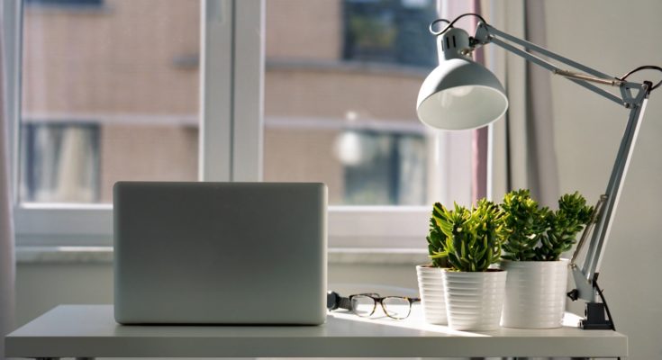 Best Plants for the Office