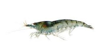 Care guide for Freshwater shrimp