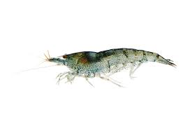 guide for Freshwater shrimp