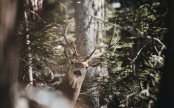 Hunting Deer in the Wild