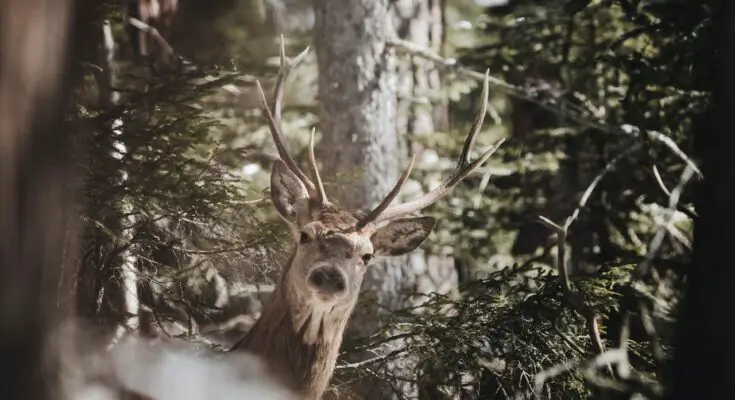 Hunting Deer in the Wild