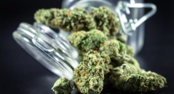 Everything You Ever Wanted To Know About Blue Dream Strain