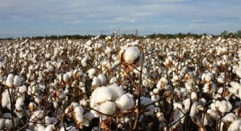 How Is Cotton Produced? <strong>5 Interesting Facts</strong>