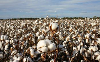 How Is Cotton Produced