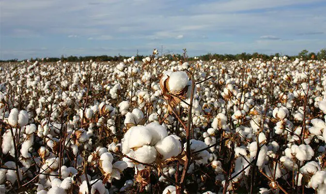 How Is Cotton Produced