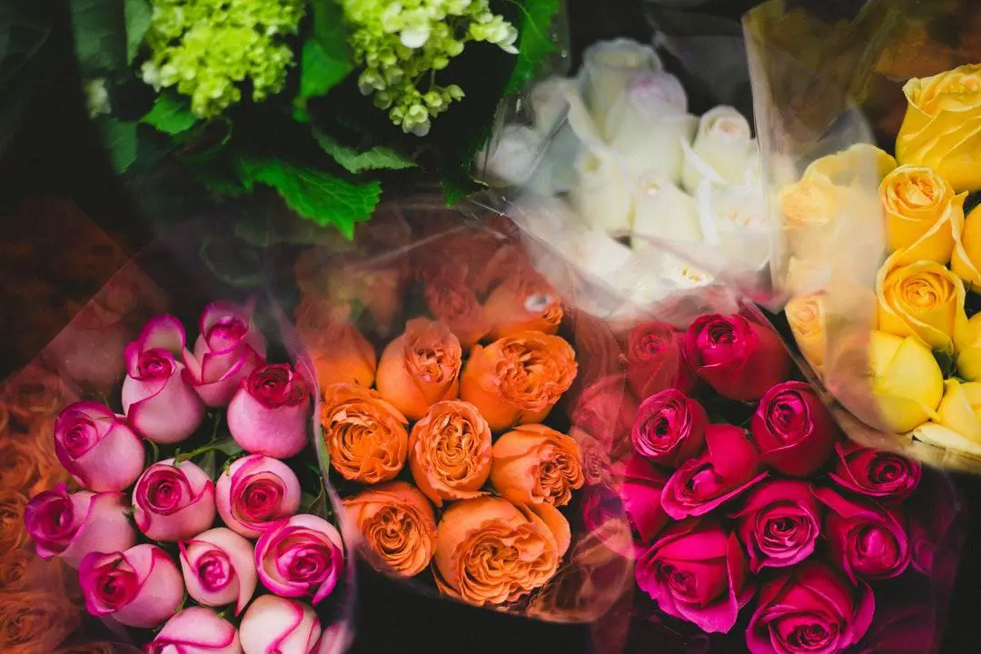 Kinds of Roses