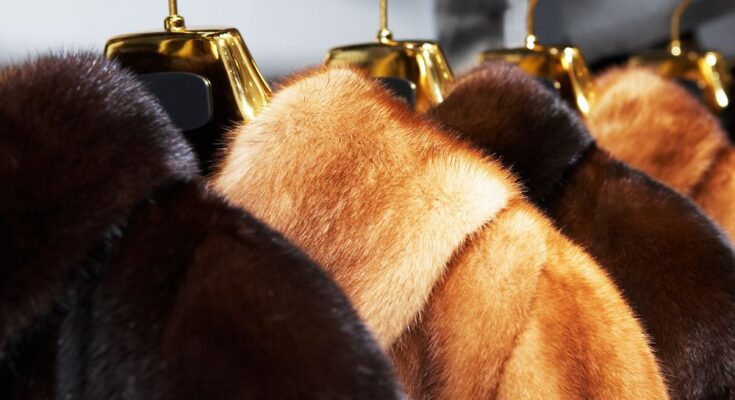 The Differences Between Fur, Wool, and Hair