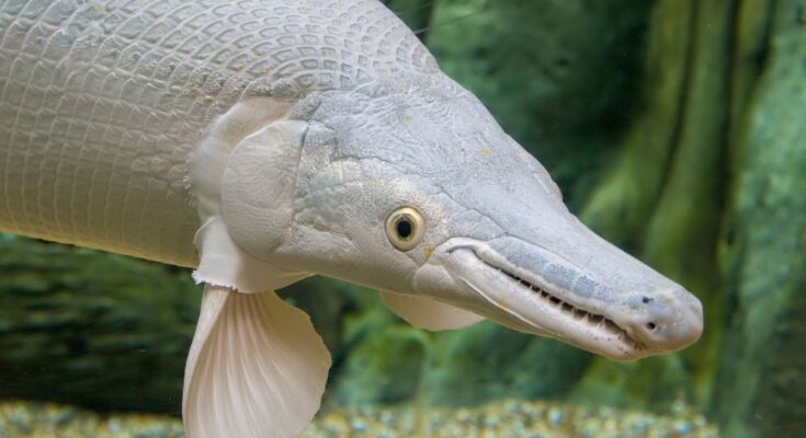 Rarest North American Freshwater Fish You Can Catch