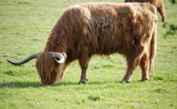 animal with longest hair