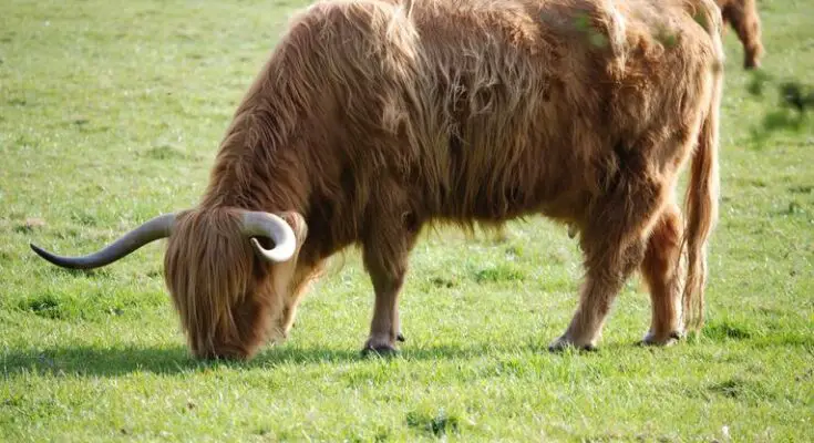 animal with longest hair