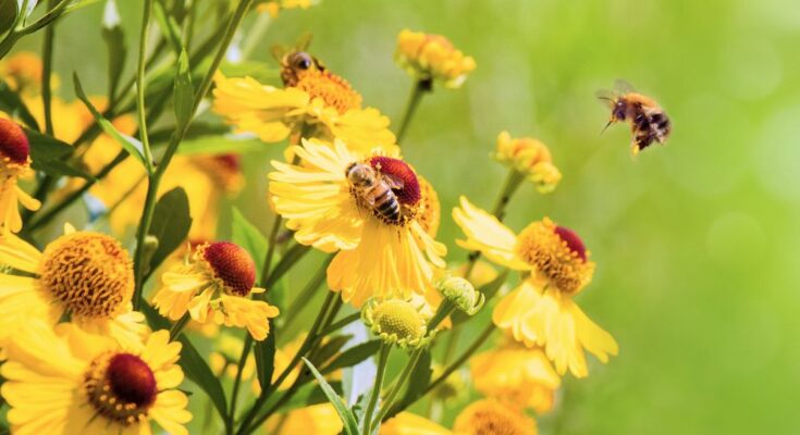 5 Buzz-arre Honeybee Facts You Need To Know