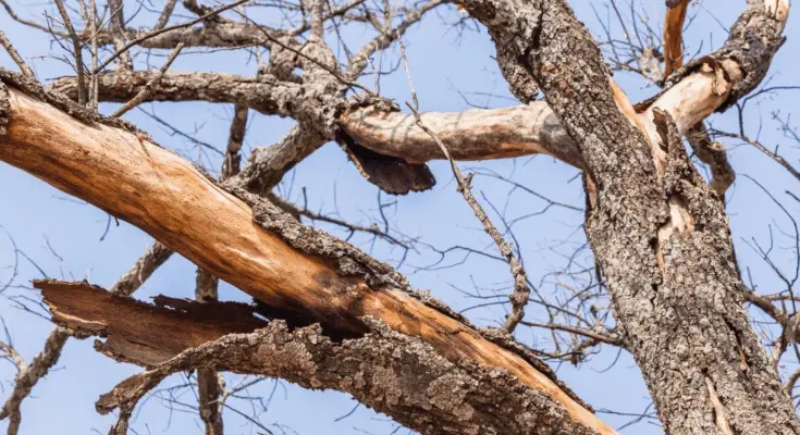 Signs of a Dead Tree in Your Yard