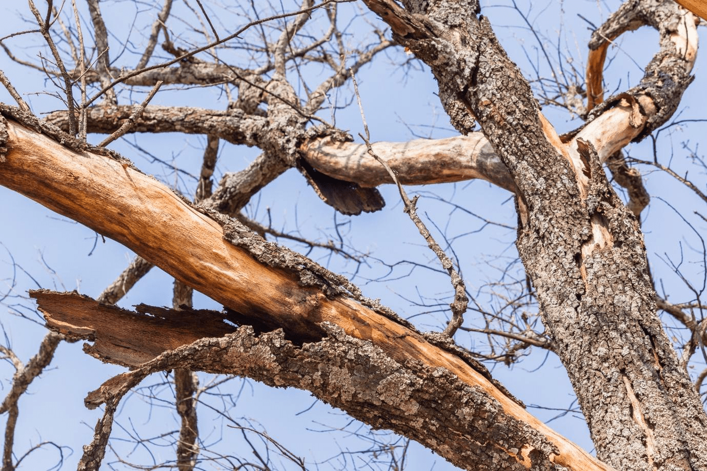 Signs of a Dead Tree in Your Yard