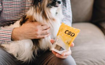 Difference Between Pet CBD and Human CBD