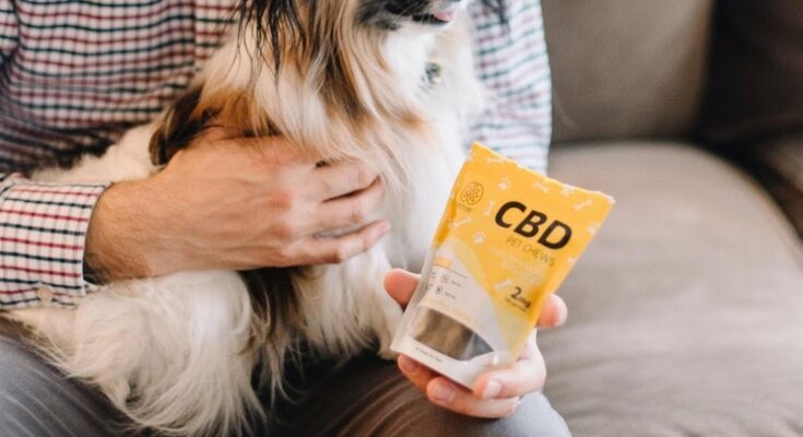 Difference Between Pet CBD and Human CBD