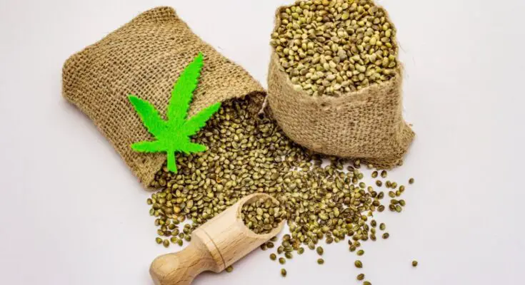 Cannabis Seeds