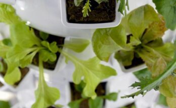 How to Assemble Your DIY Aeroponic Tower Garden