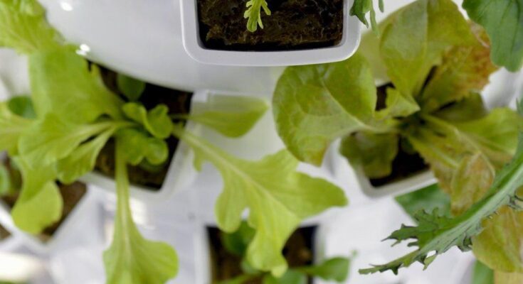 How to Assemble Your DIY Aeroponic Tower Garden