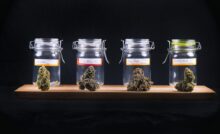 How to Start a Mobile Dispensary in the Cannabis Industry