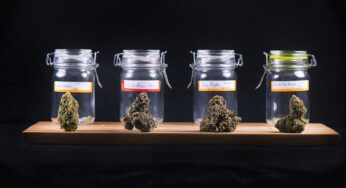 Choosing a Quality Cannabis Store in North York, ON: An Examination of Moksha Cannabis